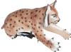 CENTER POINT - Cible 3D Lynx grimpant